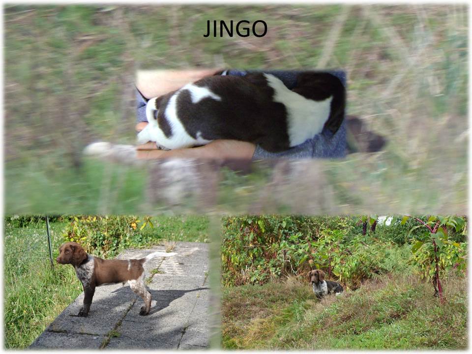 Jingo-pHOTO POUR BLOG